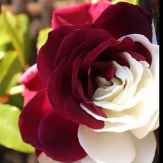 Photo:  Pure Love rose